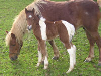 Kerry Bog Ponies Church Farm Cty Down Ireland